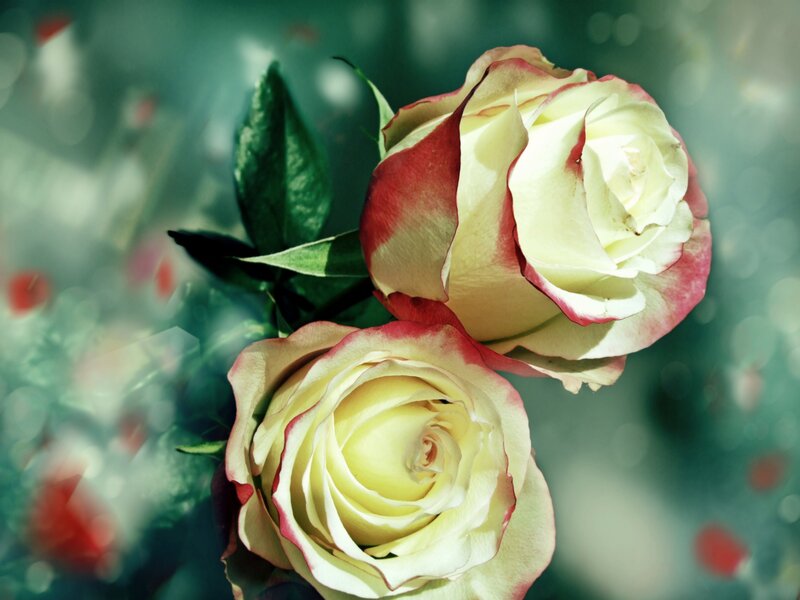 Two White Roses — Serene, Photograph, Leaves, Petals