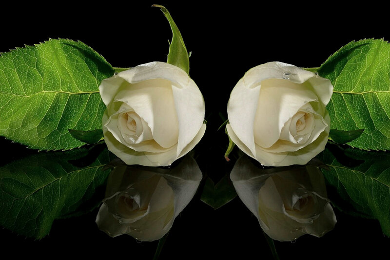 Two White Roses — Serene, Photograph, Leaves, Reflection