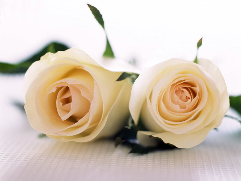 Two White Roses — Serene, Photograph, Leaves