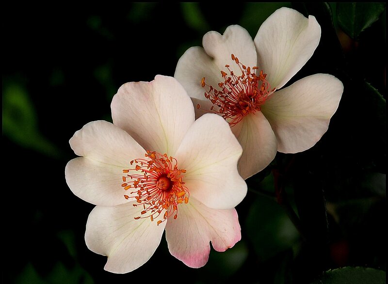 Two White Roses — Serene, Photograph, Petals