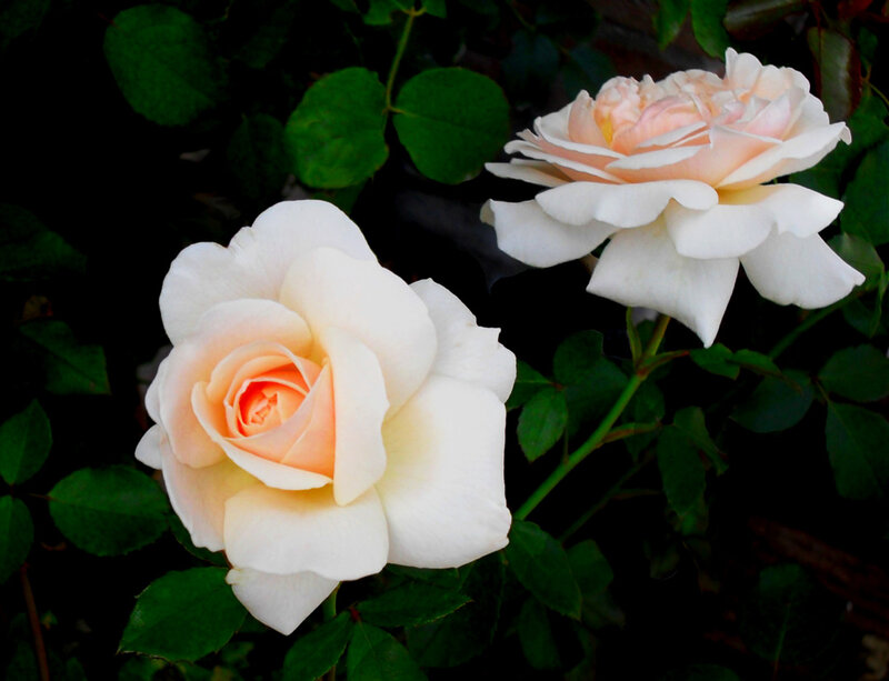 Two White Roses — Serene, Photograph