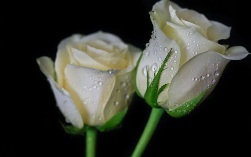 Two White Roses — Serene, Photograph, Water Droplets