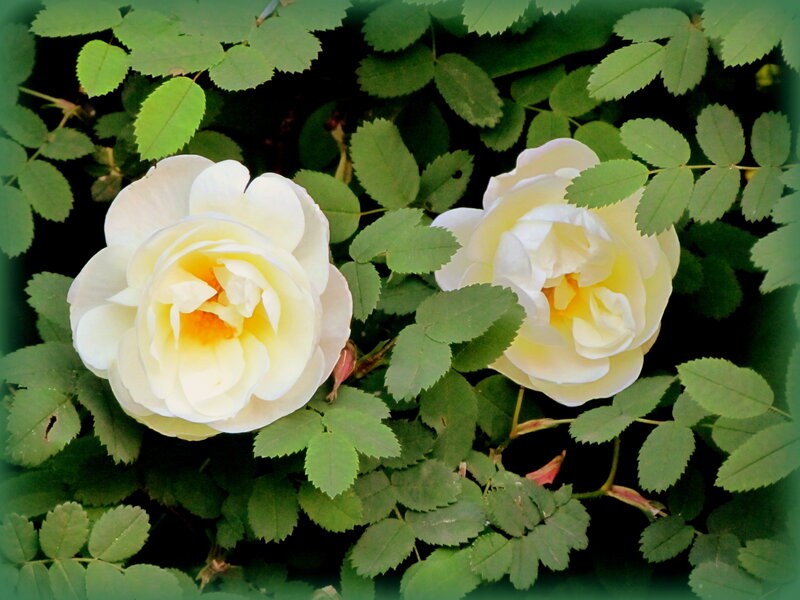 Two White Roses — Serene, Spring