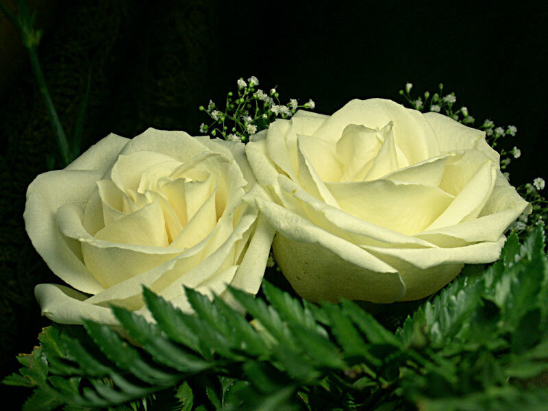 Two White Roses — Serene