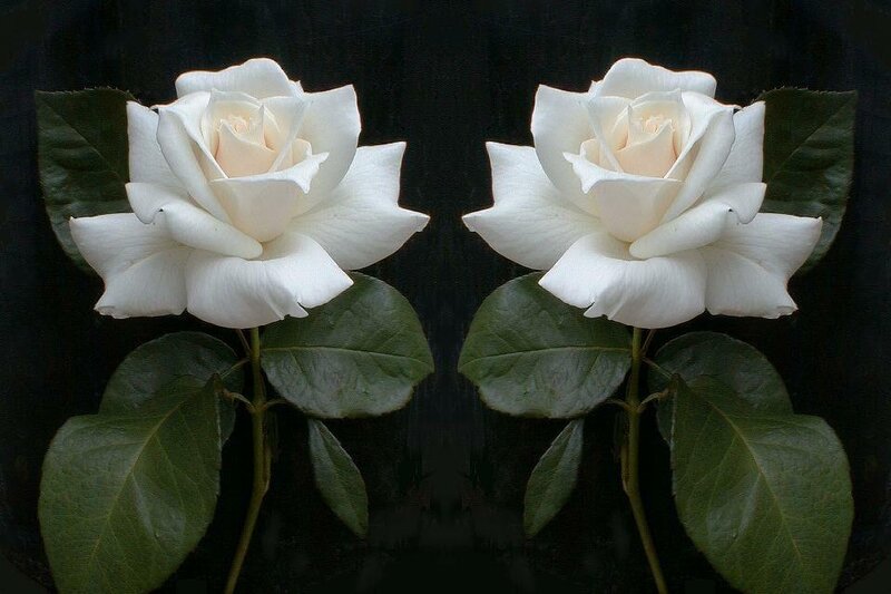 Two White Roses