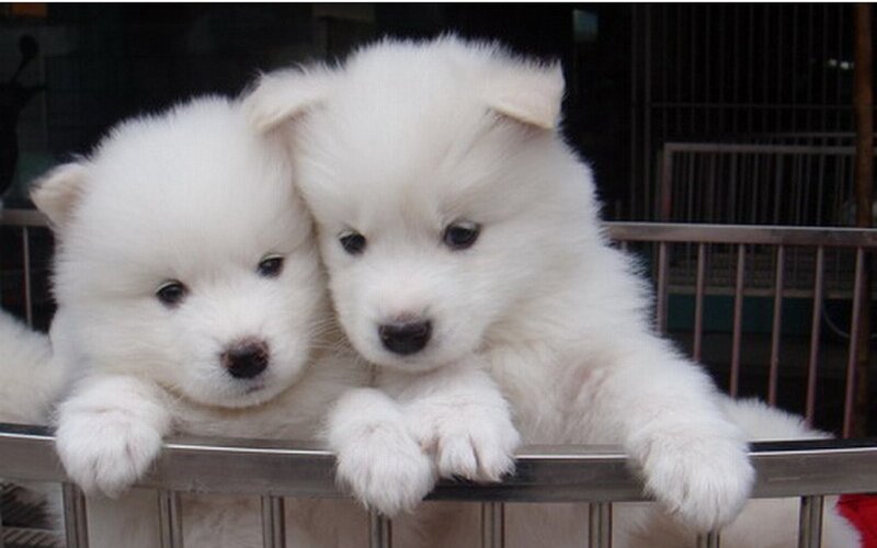 Two white Samoyed puppies