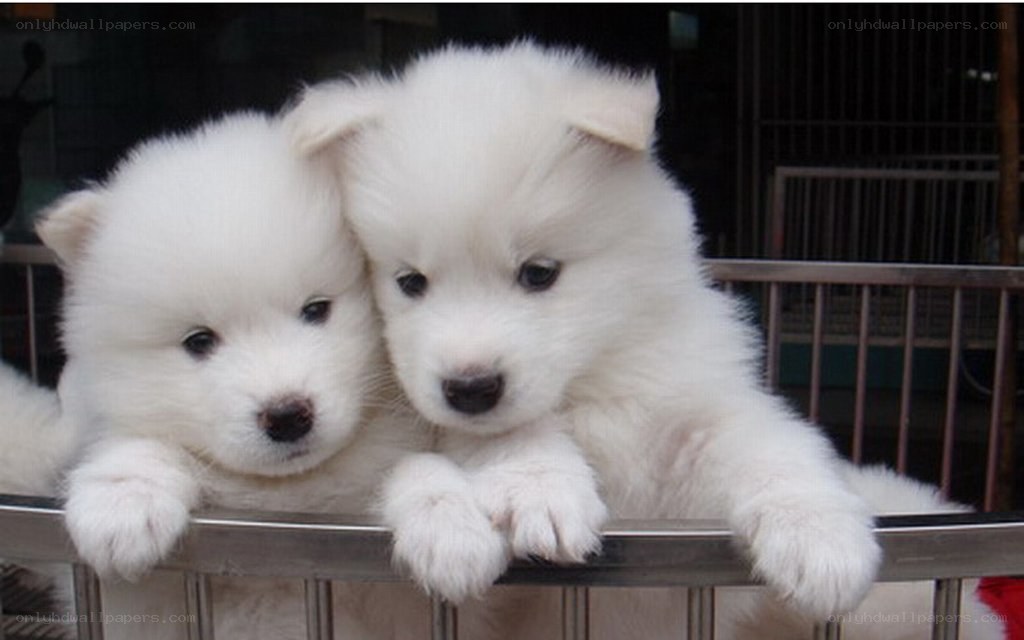 Two white Samoyed puppies