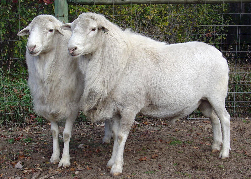 Two white sheep standing together