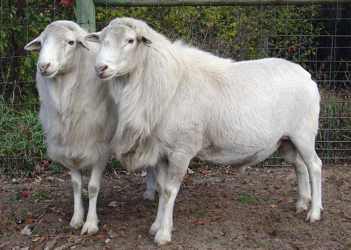 Two white sheep standing together