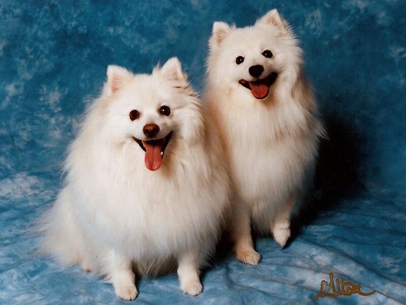Two White Spitz Dogs