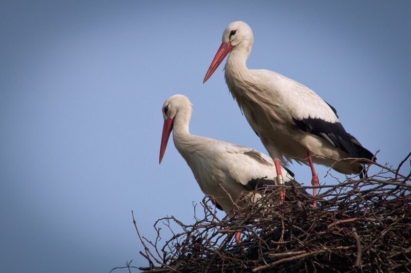 Two White Storks — Calm