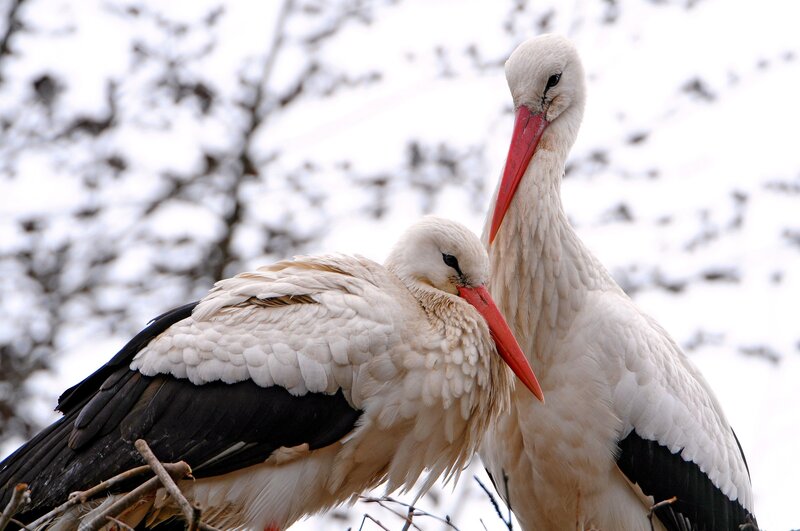 Two White Storks — Calm, Winter