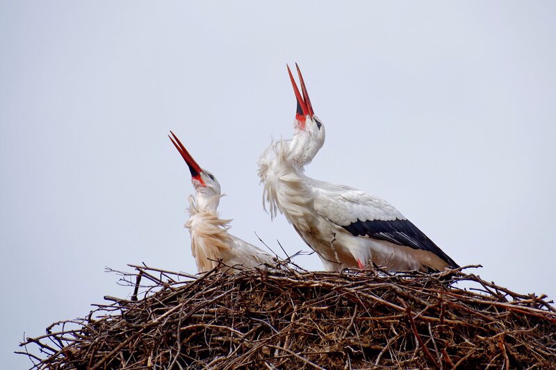 Two White Storks — Natural