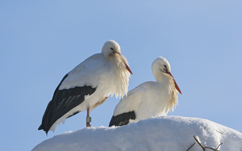 Two White Storks — Serene