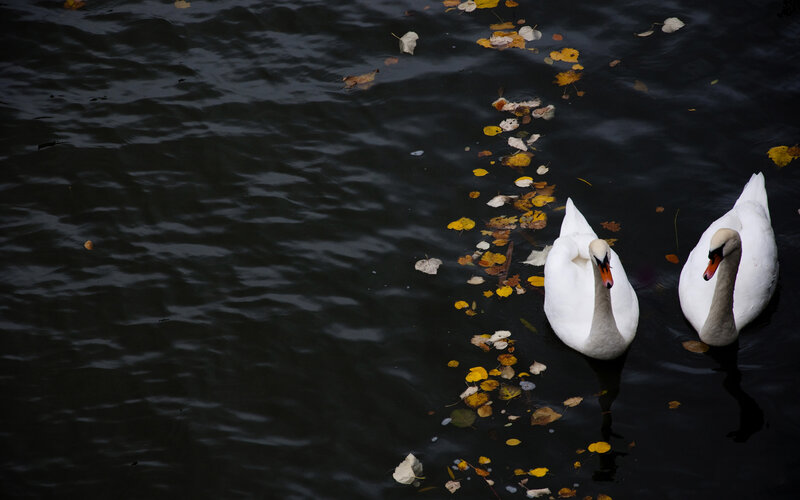 Two White Swans — Black