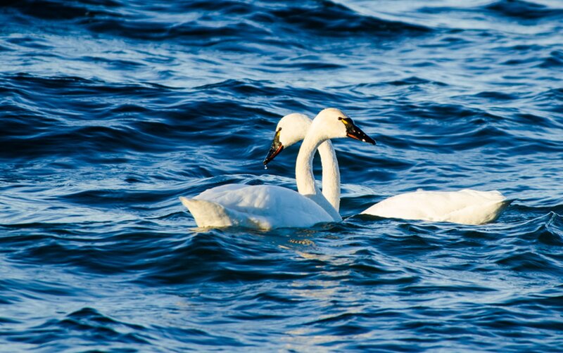 Two White Swans — Blue, Serene