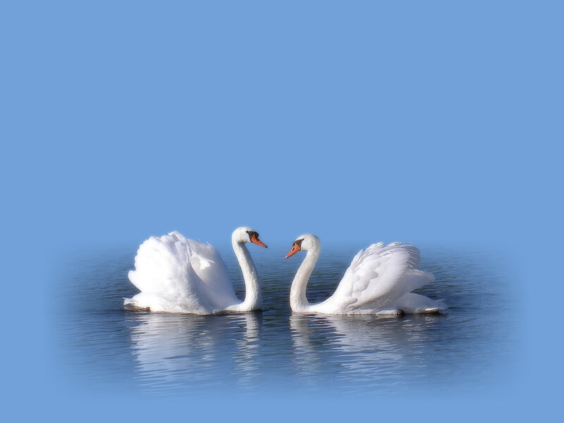 Two White Swans — Blue
