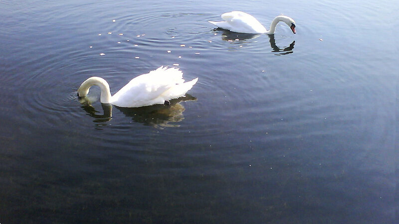 Two White Swans — Calm, Afternoon