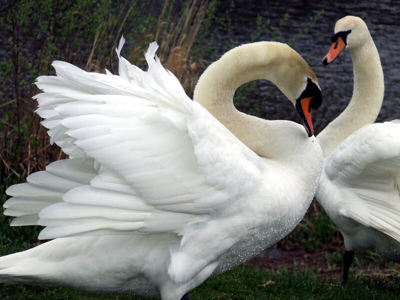 Two White Swans — Calm, Spring