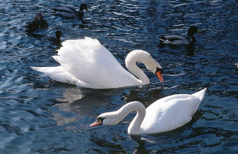 Two White Swans — Calm