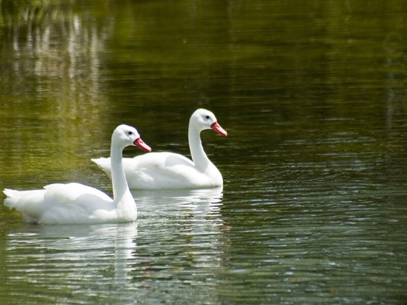 Two white swans on a pond