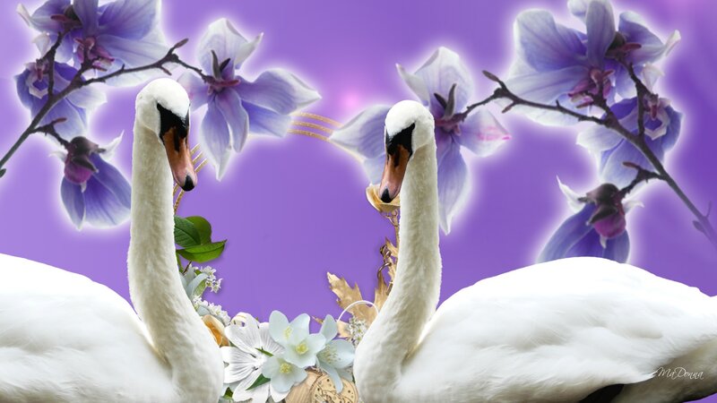 Two White Swans — Purple