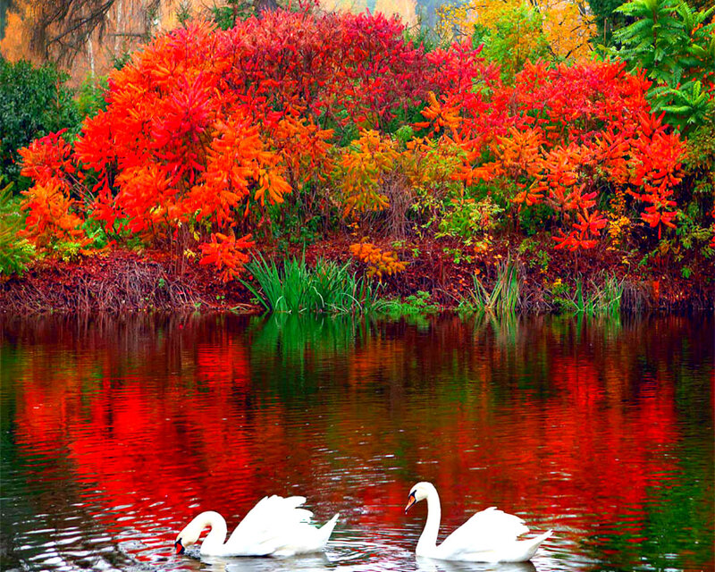 Two White Swans — Red