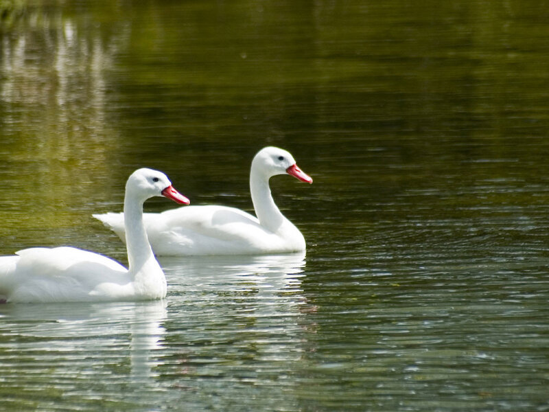 Two White Swans — Serene, Afternoon, Photograph