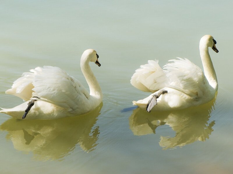 Two White Swans — Serene, Afternoon, Photograph, Water