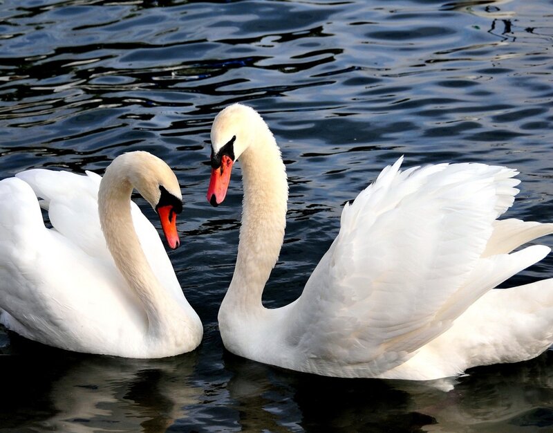 Two White Swans — Serene, Afternoon