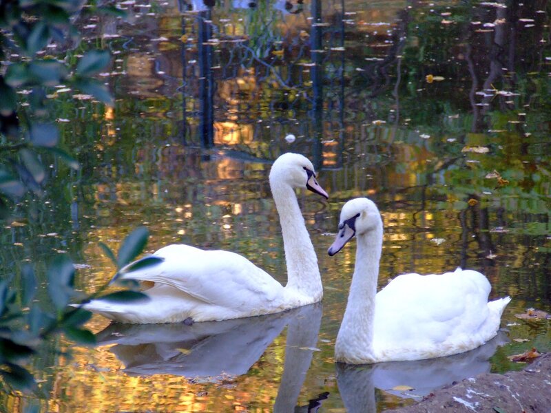 Two White Swans — Serene, Autumn, Photograph, Pond