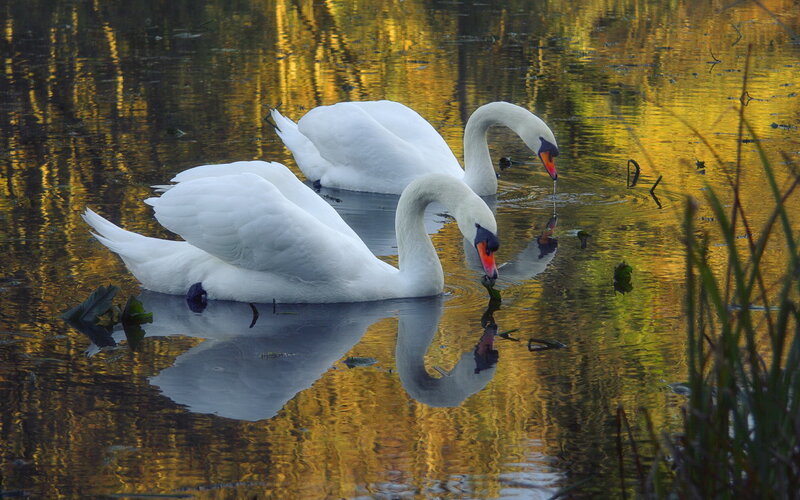 Two White Swans — Serene, Autumn