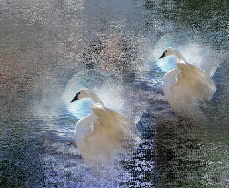 Two White Swans — Serene, Morning