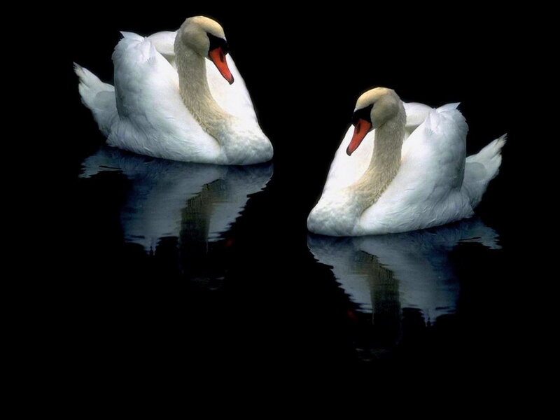 Two White Swans — Serene, Night