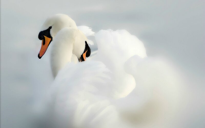 Two White Swans — Serene, Photograph