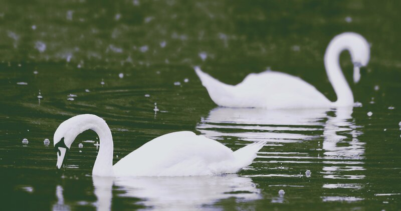 Two White Swans — Serene, Photograph, Water