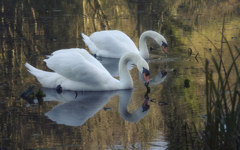 Two White Swans — Serene, Sunset