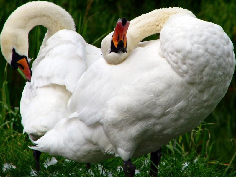 Two White Swans