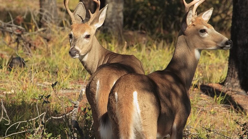 Two White-tailed Deer — Brown, Calm, Afternoon, Photograph
