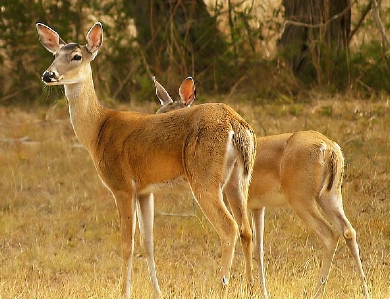 Two White-tailed Deer — Brown, Calm, Afternoon