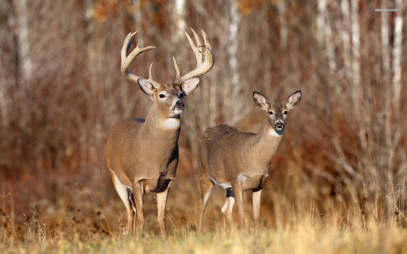 Two White-tailed Deer — Brown, Calm, Autumn
