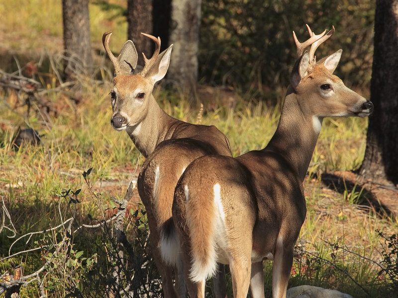 Two White-tailed Deer — Brown, Calm