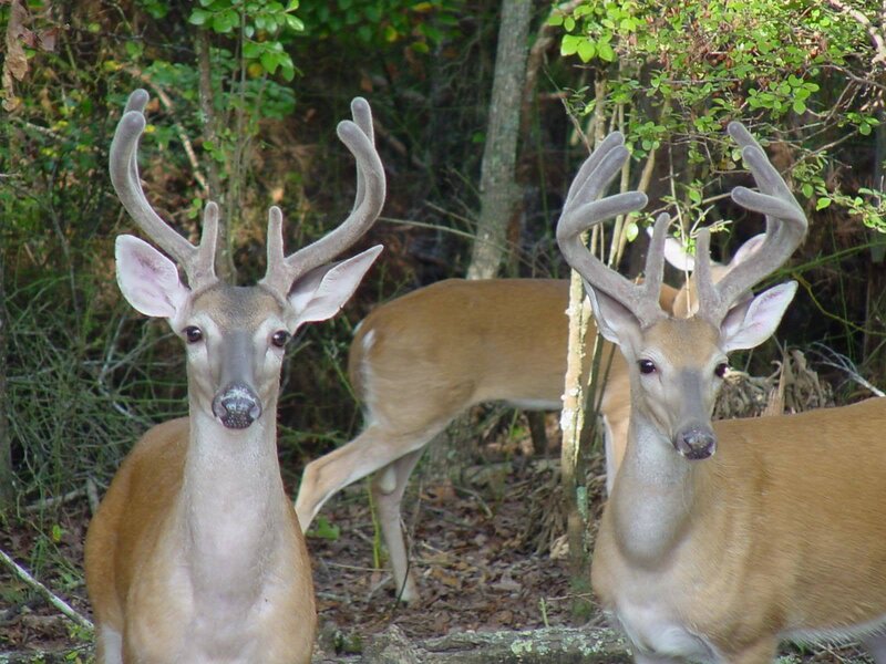 Two White-tailed Deer — Brown