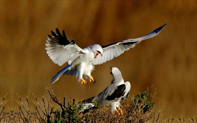 Two White-tailed Eagles