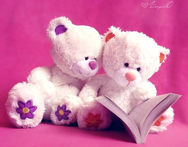 Two White Teddy Bears — Pink, Calm, Photograph
