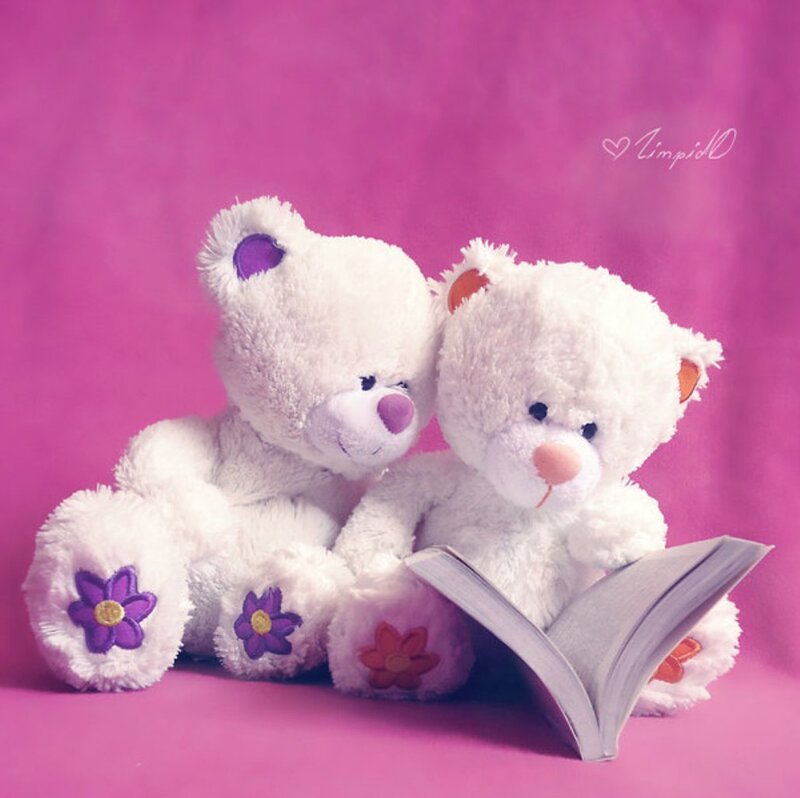 Two White Teddy Bears — Pink, Calm