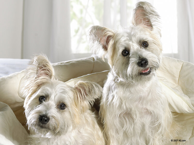 Two White Terrier Dogs