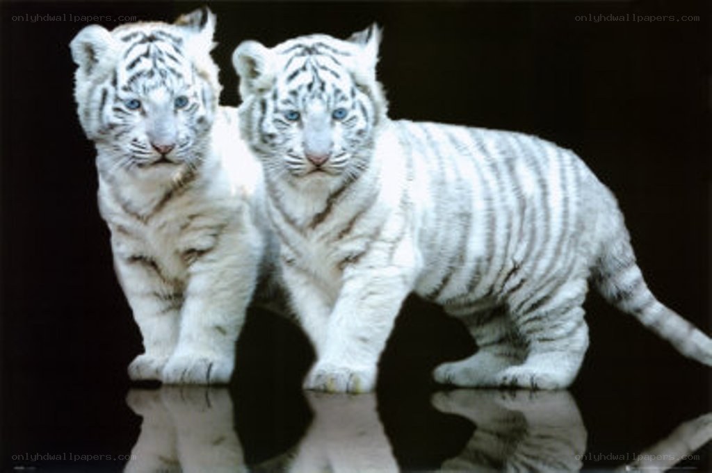 Two white tiger cubs