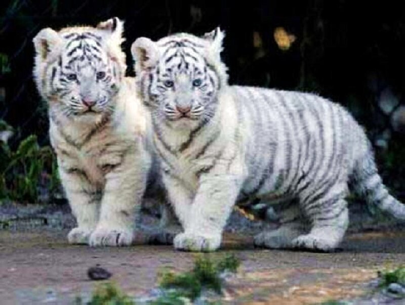 Two white tiger cubs