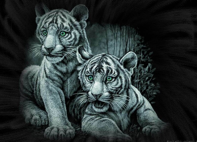 Two White Tiger Cubs — Black